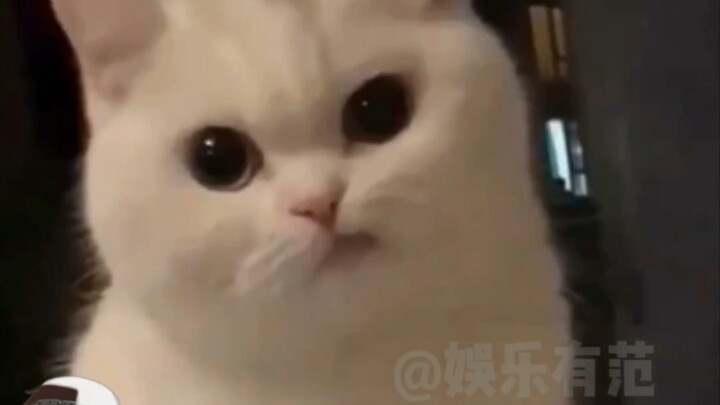 โอ้โห เกิดเหตุการณ์แค่ไม่กี่วินาที กลับกลายเป็นบาดแผลในใจของน้องแมวไปตลอดชีวิต!