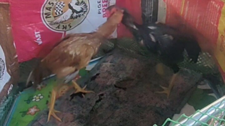 Someone visited to get their Gold stag to practice his Dance Step.