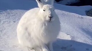 Those animals sleeping in the snow!