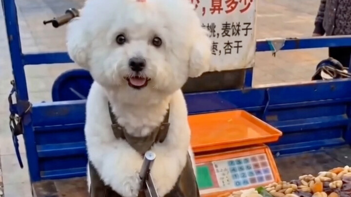 Boss, I’ll take a slice of qiegao—make it small!