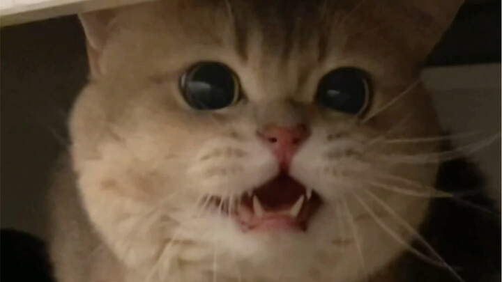 Don’t you dare come near me—I’m super fierce, and I’m not scared of you at all!