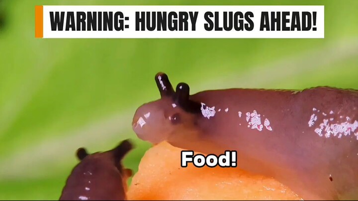 Silly slugs fighting for food - Sharing is not an option