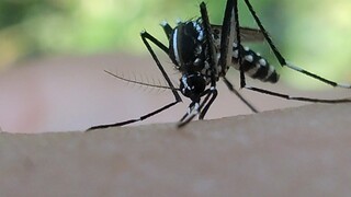 The mosquito renaissance: Aedes albopictus plays the violin