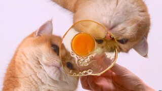 Look quick! It's a cat whisk!