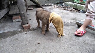 Chữa trị chó mông cộc bị ốm, bệnh đường ruột,  đi ngoài phân lỏng ngày 4. Hmong dog, puppy