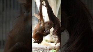 Cute and funny animals.Sweet orangutans#shorts#funny #orangutans#funnyanimals # funny video#monkeys