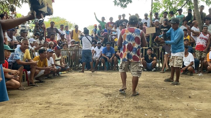 Fiesta serye, hindi na pinalad c talisay sa pang 6 na laban,  bumaon tari sa lupa