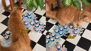 Cat|The Kitten Which Can "Speak"