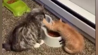 Cat: Winning from the Start