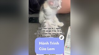 Forever my first baby💛 meocute fyp xuhuong trend catstok
