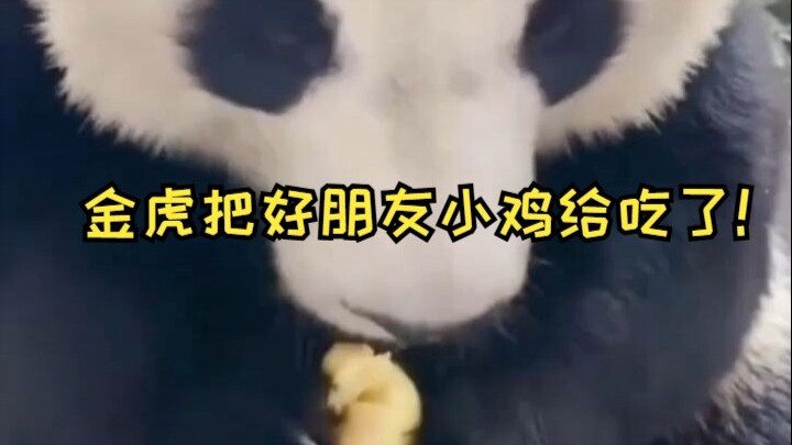 Harimau Emas memakan teman baiknya, si ayam kecil!