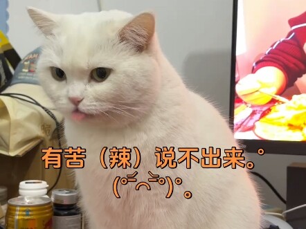 Vừa ăn xong mì cay siêu cay, cho mèo con nếm thử ngón tay của mình xem sao!