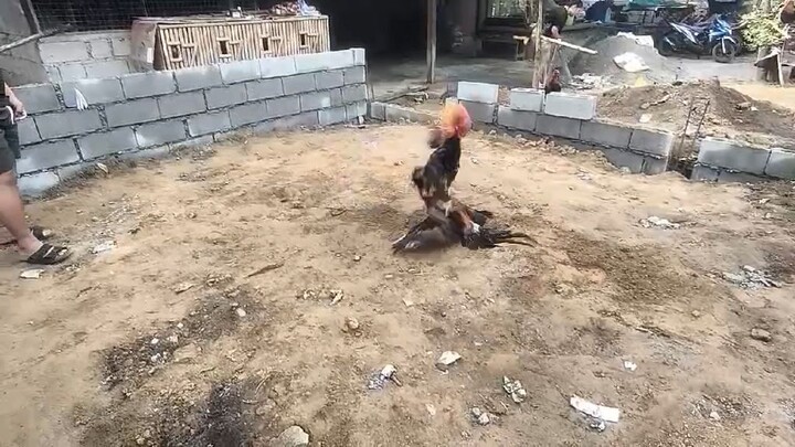 Golden boy sweater vs Lemon Sweater