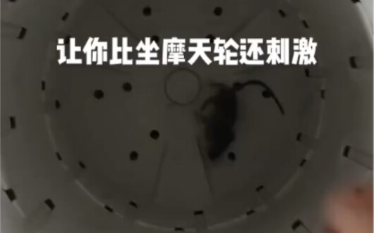 老鼠掉进洗衣机，体验一下每秒千转的感觉吧！