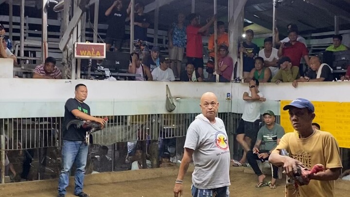Taguro Grey Cobra/Vulture Gamefowl 2nd fight WIN 2hits ulutan champion