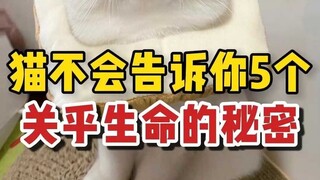 Five secrets your cat won’t tell you! They’re life-threatening!