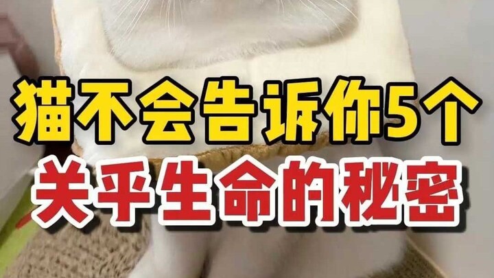 猫咪不会告诉你的五个秘密！关乎生命安全！
