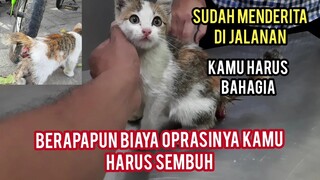 Bismillah Anak Kucing Prolaps Anusnya Keluar Yang Datang Minta Tolong Di Obati Hari Ini Di Oprasi..!