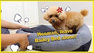 DOG REACTS| How to Change the Bowhouse Dog Bed Covers| The Poodle Mom