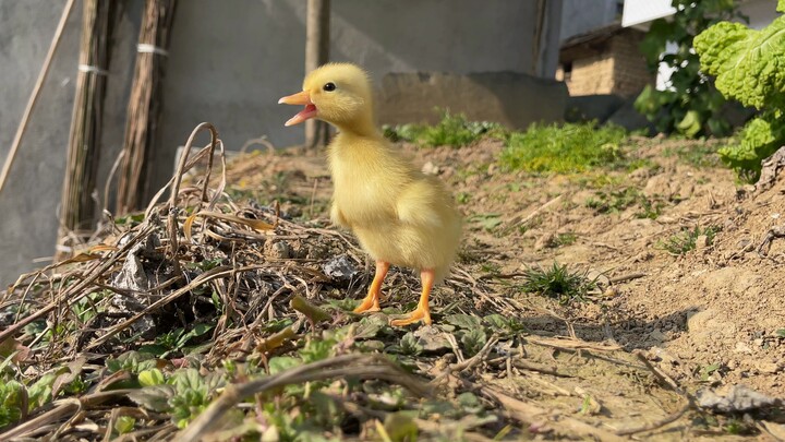 Is this still a Call duckling? It’s faster than a rabbit!