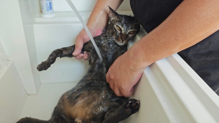 I’ve imagined countless ways to bathe a cat, but I never would have thought it would be like this…