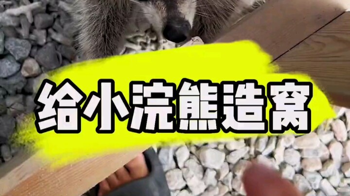 Let’s build a den for the little raccoon!