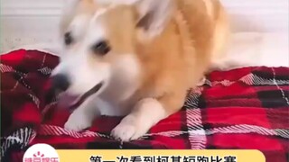 سباق كورجي السريع!