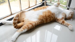 Mèo Thì Ngủ Nhưng Đuôi Lại Còn Thức