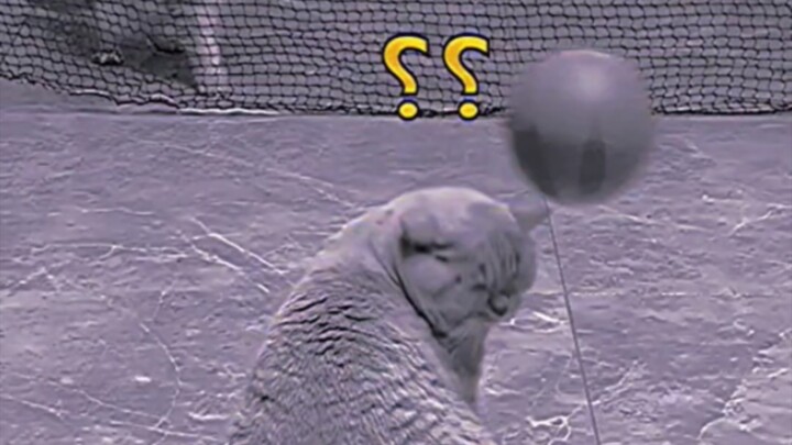 แมว: โอเคๆๆ แบบนี้ก็เล่นกันแบบนี้ใช่ไหมล่ะ?