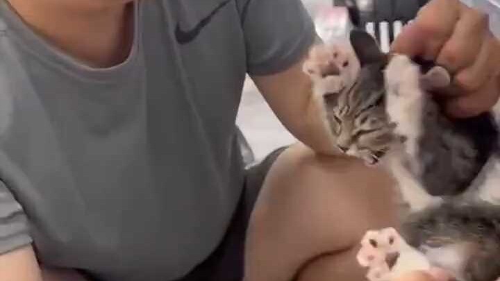 ทำอย่างไรเมื่อแมวกัดและข่วน?