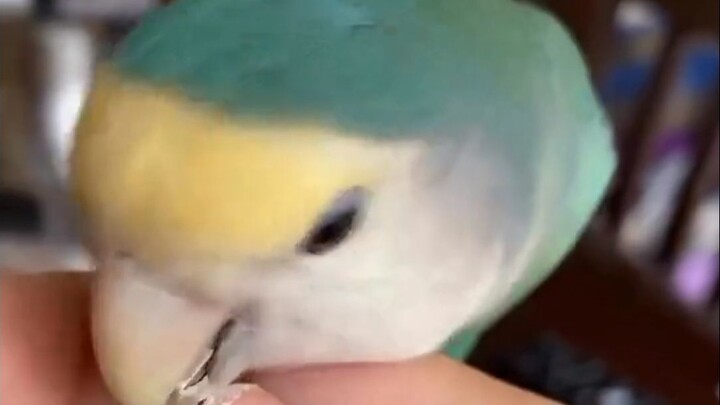 Dari Uang Teh Susu Hingga Satu Unit Rumah? Inilah 13 Jenis Burung Beo dengan Nilai Pasar yang Mengej