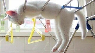 Baby Animals - Cute Animals Funny Videos Compilations #7 - Cute VN