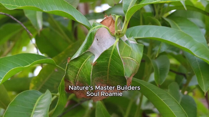 Nature's Master Builders