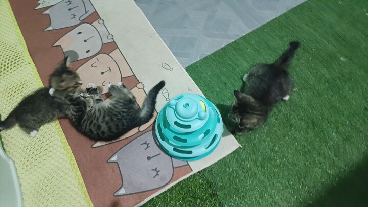แสมแสบแมวน้อย
