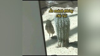 Cái thứ trọng ăn quên bạn 🍔 pet funny cute foryou