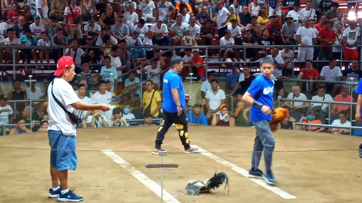 1st Fight win Stlcgf vs Carrie Chua(Paul Spark Grey) Pilar Bataan