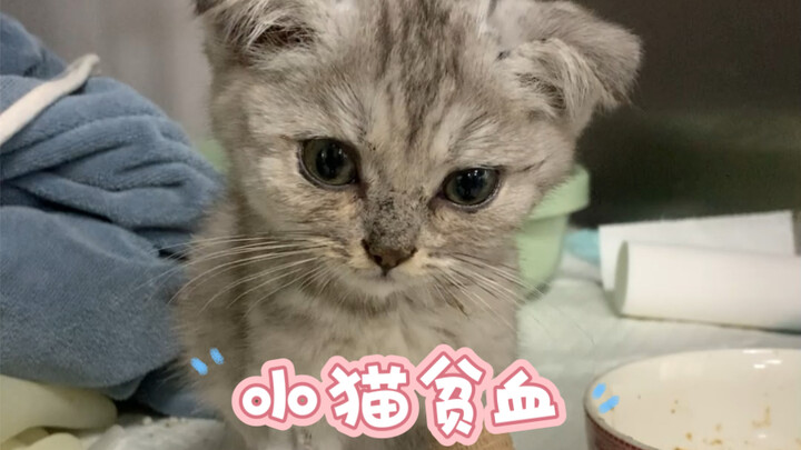 According to the owner's description, the cat had been under care for half a month. It suffered from