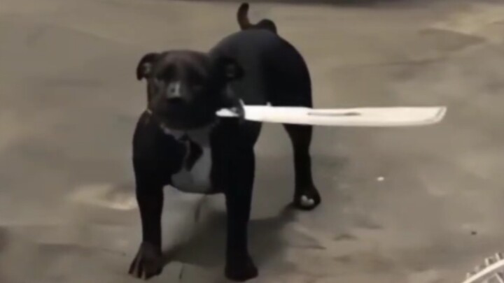 Di dunia anjing dewasa, kata “mudah” tidak pernah ada!