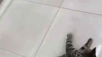 แมวจรจัดเข้าซูเปอร์มาร์เก็ตเพื่อ “ขอข้าวกิน” แต่แค่วินาทีเดียวก็กลายเป็น “ขาลาก” ไปแล้ว… พฤติกรรมชวน