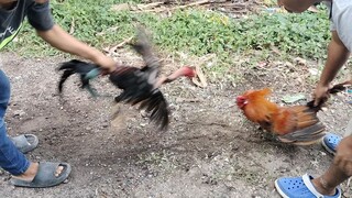 cobra vs bisaya