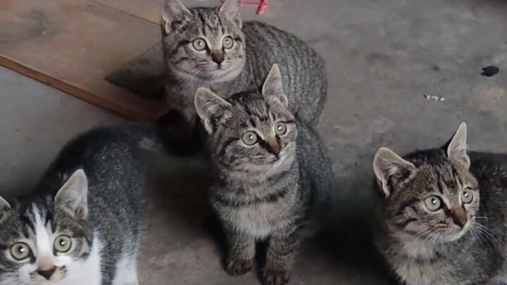 Cat’s Meow: Heavenly Sound