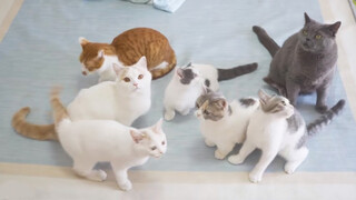 Thật xin lỗi vì tôi không thể nuôi nổi chúng nữa rồi!