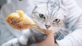 Kitten fighting the keeper over a chicken leg