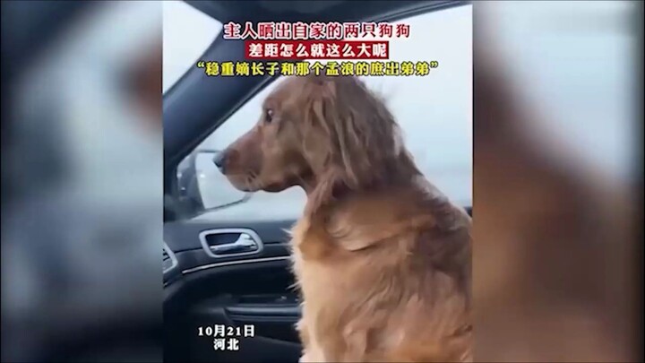 Chủ nhân khoe hai chú chó cưng của mình, cư dân mạng: Bàn về sự khác biệt giữa con trai trưởng chính