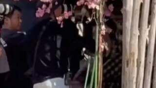 Yu Shuxin and Ding Yuxi chatted with forhastik, a duo of leopard and cat, and quickly released the f
