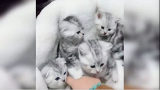 Nhìn đám mèo con cưng xỉu lun ó <3