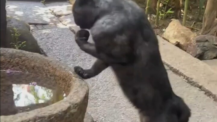 Kucing ini sebaiknya dipanggil Sang Biao atau Mimi?
