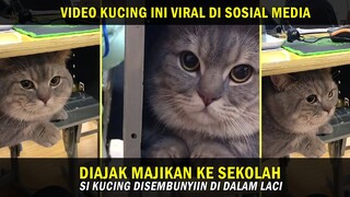 Si Kucing Gendut Anteng Banget, Walaupun Sembunyi di Dalam Laci Saat Diajak Sekolah - Kucing Lucu