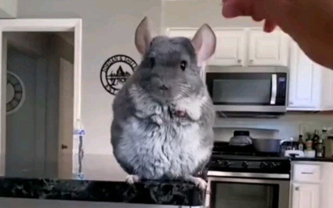 The cute girl teaches Totoro how to fetch things, but Totoro just keeps slacking off. After Wu gives