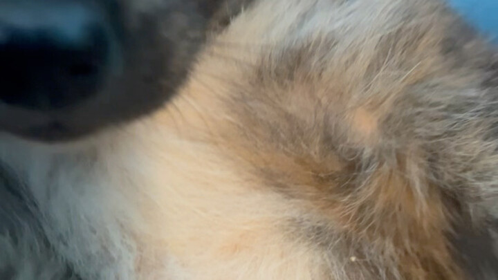 It’s not grown up yet.